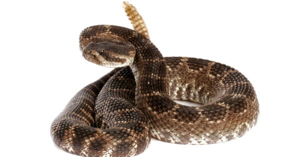 Do Rattlesnake Bites Kill Cows? - A-Z Animals