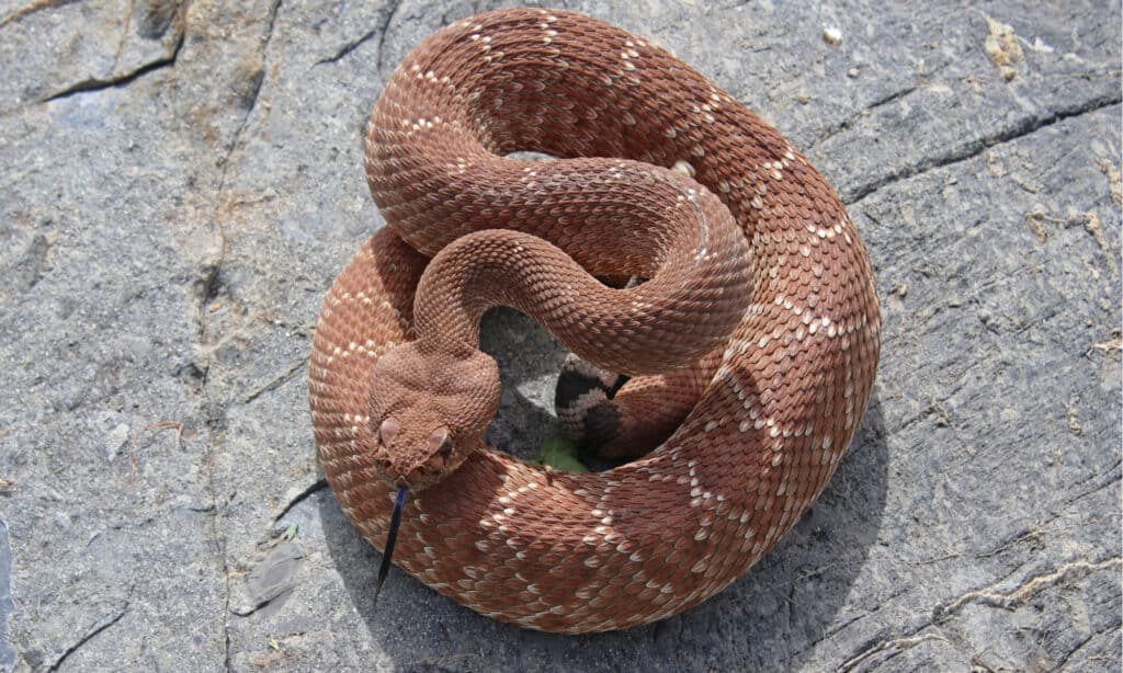 Coiled red diamond rattlesnake