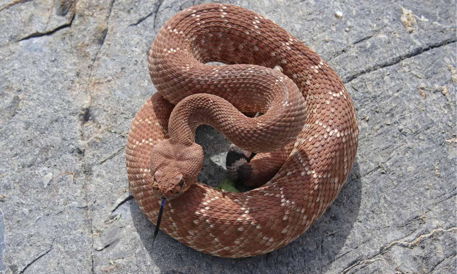 Discover Every Type of Rattlesnake: The 40+ Types of Rattlesnakes - A-Z ...