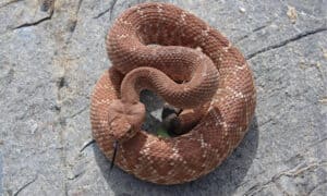 Discover the Largest Southern California Rattlesnake Ever Recorded Picture