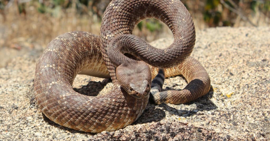 red diamond rattlesnake striking