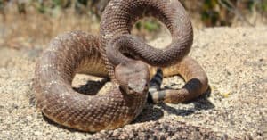 Discover the Largest Red Diamond Rattlesnake Ever Recorded Picture