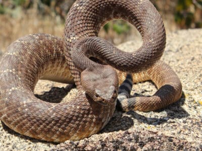 A California vs. Nevada: Which State Has More Venomous Snakes?