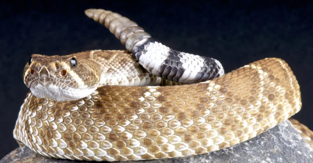 Red diamondback rattlesnake looking at you