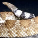 Red Diamond Rattlesnake