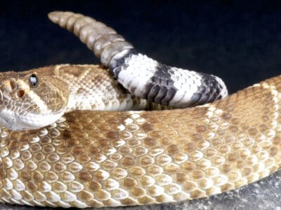 A Red Diamondback Rattlesnake