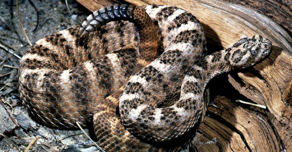 Tiger rattlesnake with large rattle