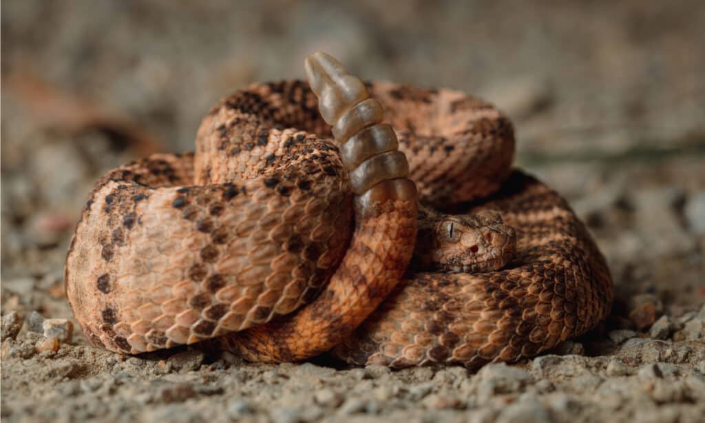 When do rattlesnakes lose their rattles