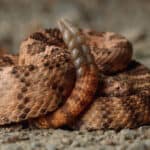 Tiger rattlesnake