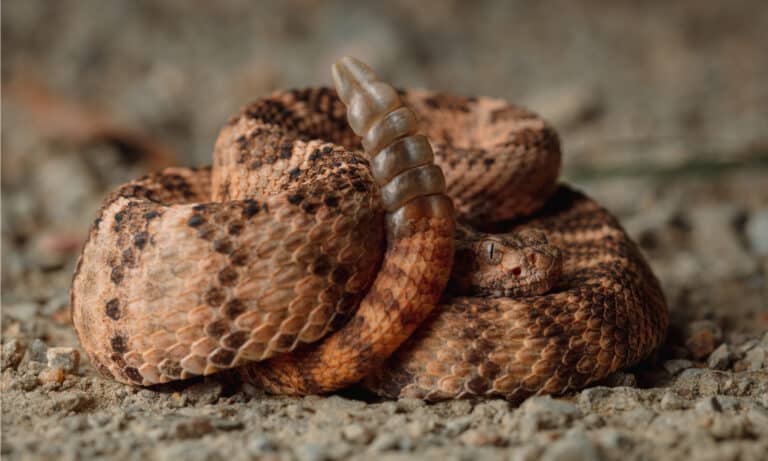 Crotalus tigris coiled with rattle showing
