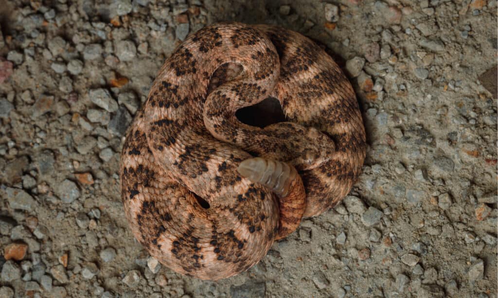 Tiger rattlesnake