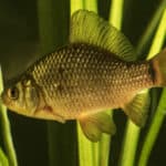 Crucian carp