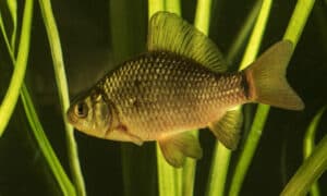 crucian carp swimming in a pond