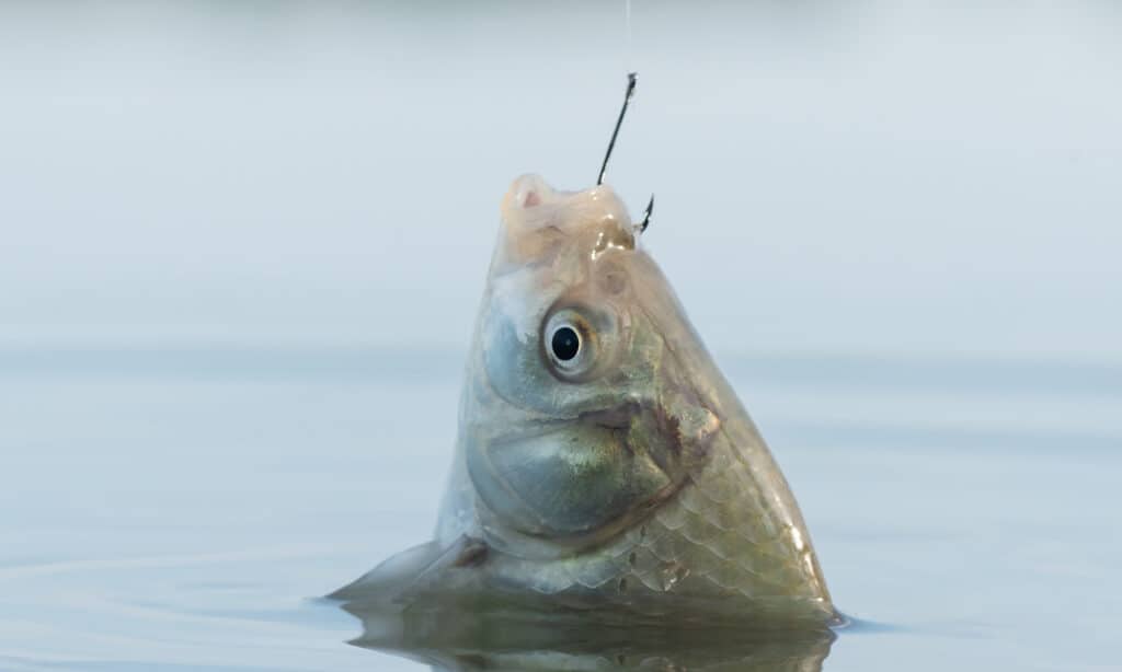 crucian carp on a hook