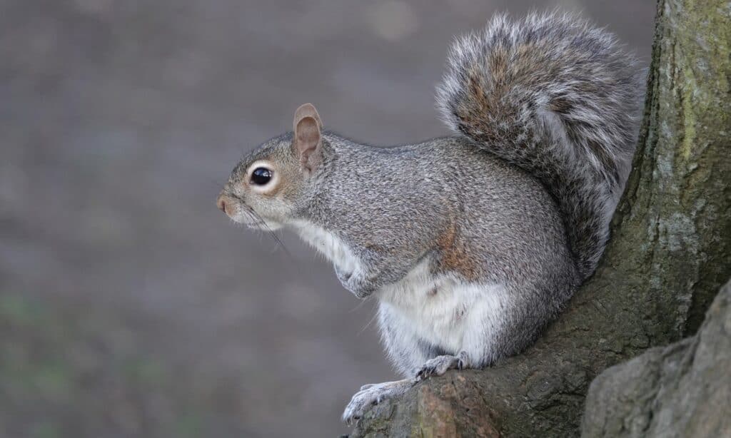 An eastern gray squirrel perched on a tree branch.