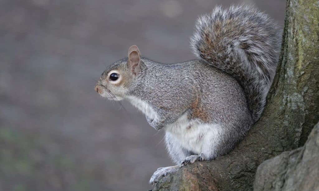 Eastern Gray Squirrel