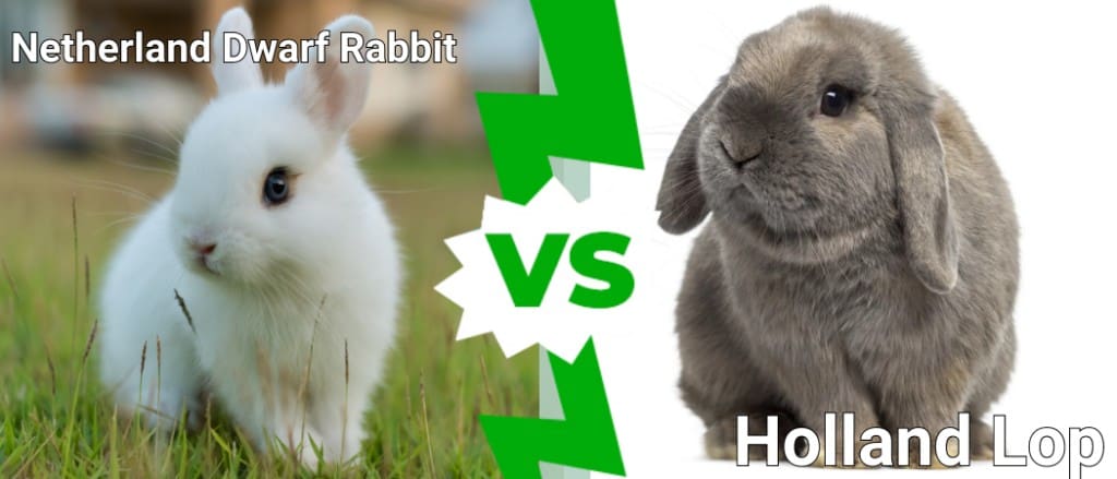 Netherland Dwarf Rabbit  vs Holland Lop