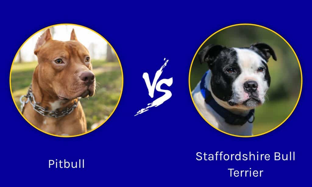 Gym temperatur leninismen Staffordshire Bull Terrier vs Pitbull: What are the Differences? - AZ  Animals
