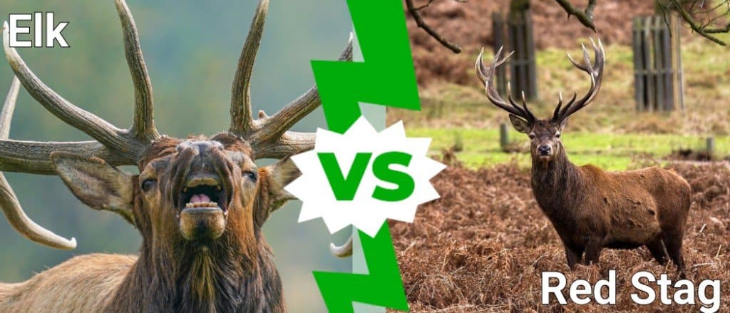 red-stag-vs-elk-imp-world