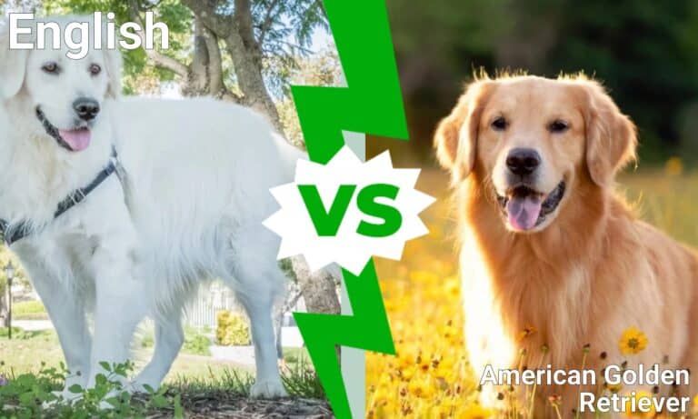 English vs American Golden Retriever