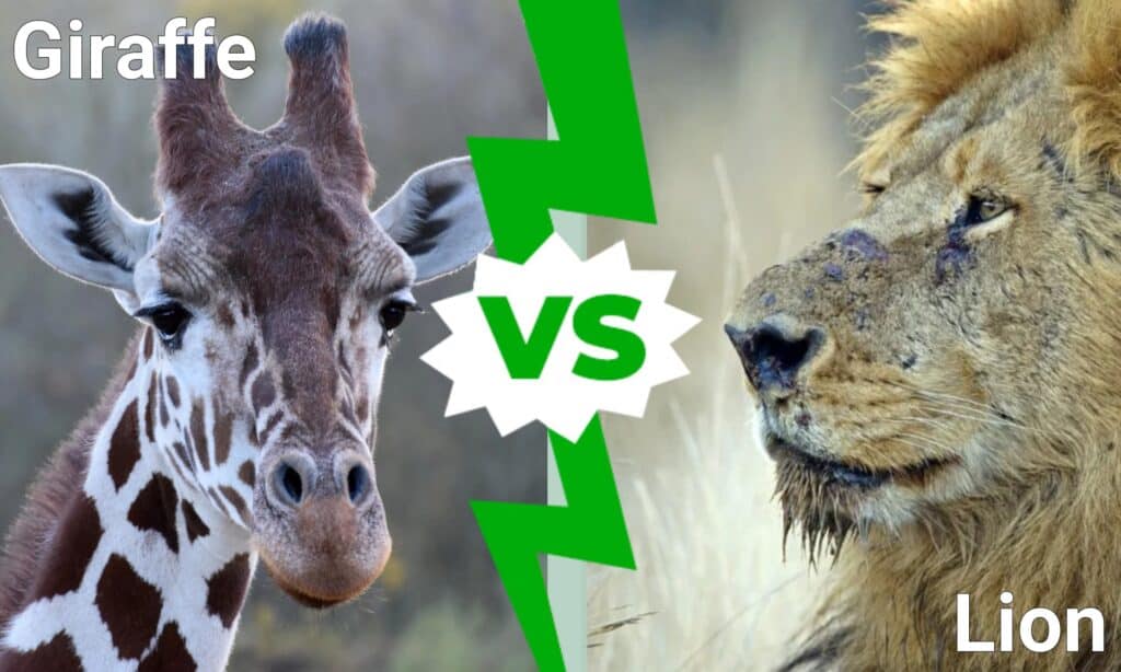 giraffe fight lion