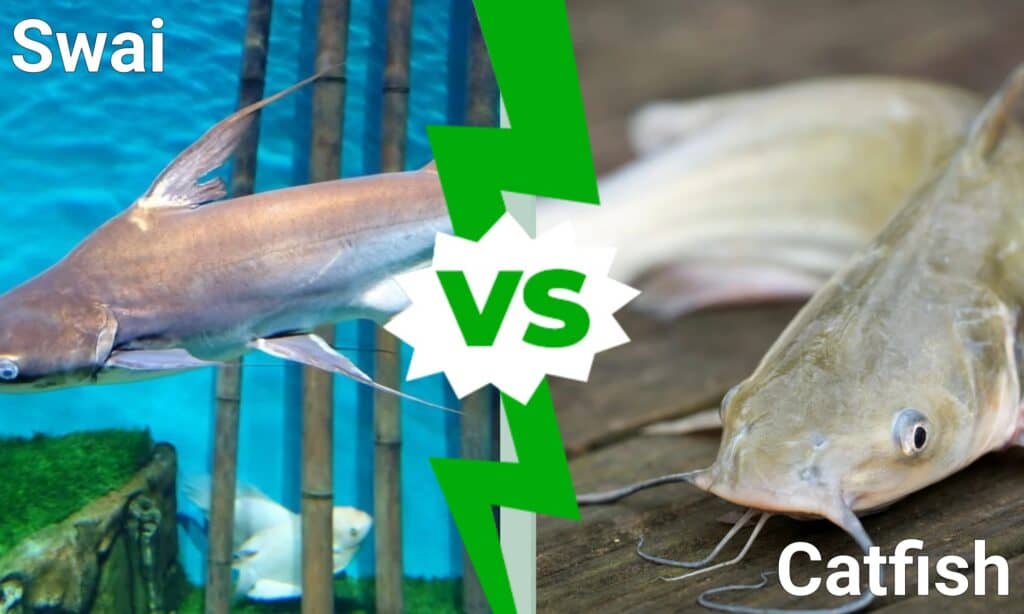 swai vs catfish