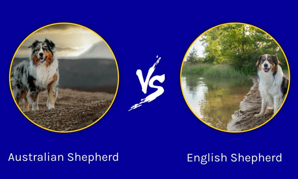 Australian Shepherd vs English Shepherd
