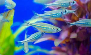 13 Types of Danio: A Guide on Selecting, Breeding and Caring For Your Fish  Picture