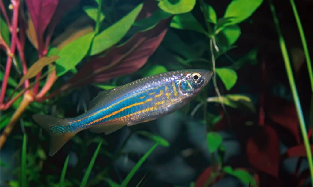 giant danio swimming among greenery