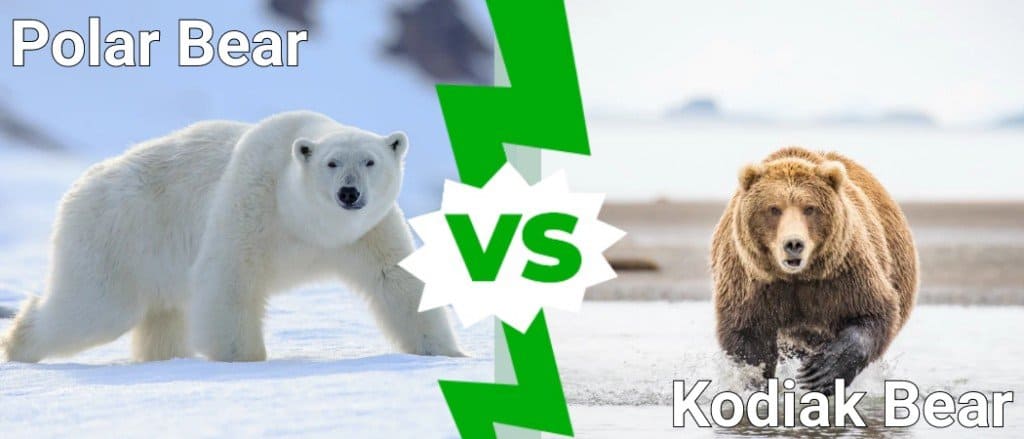 polar bear vs kodiak bear