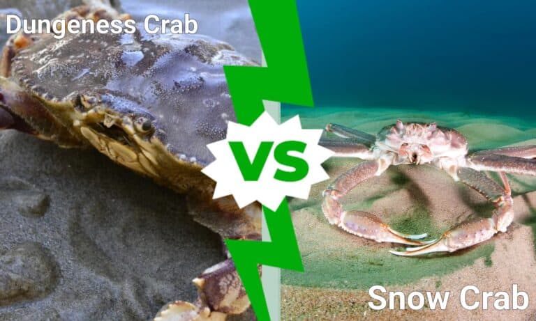 dungeness crab vs snow crab
