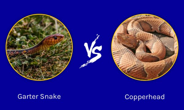 Garter Snake vs Copperhead: How are they different? - A-Z Animals