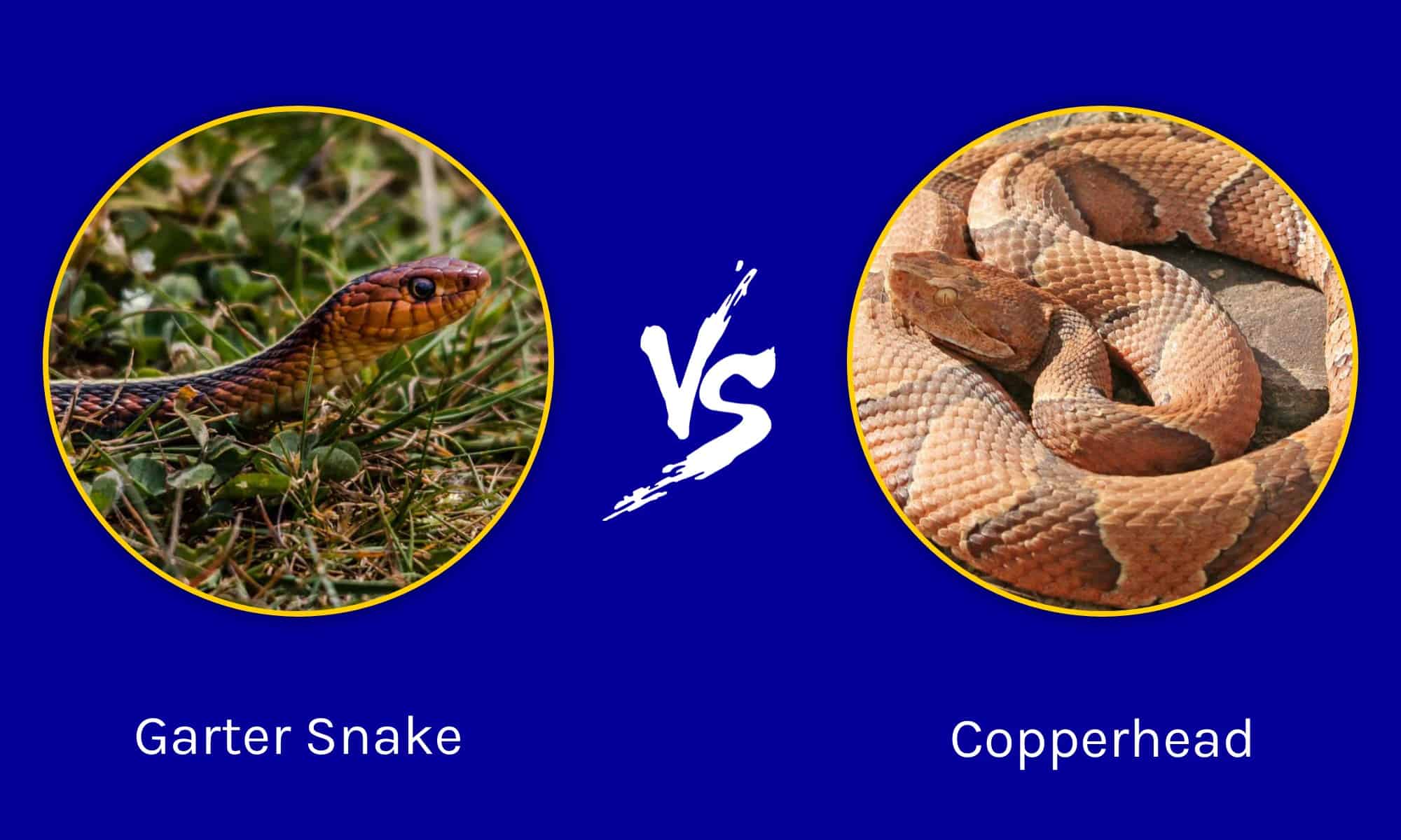 Garter Snake vs. Copperhead: The Key Differences Between These Commonly ...