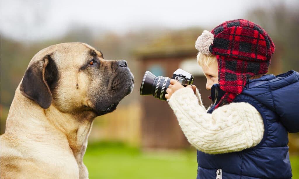 dog camera