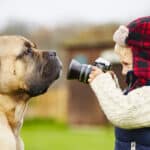 Little boy with camera and his Boerboel.