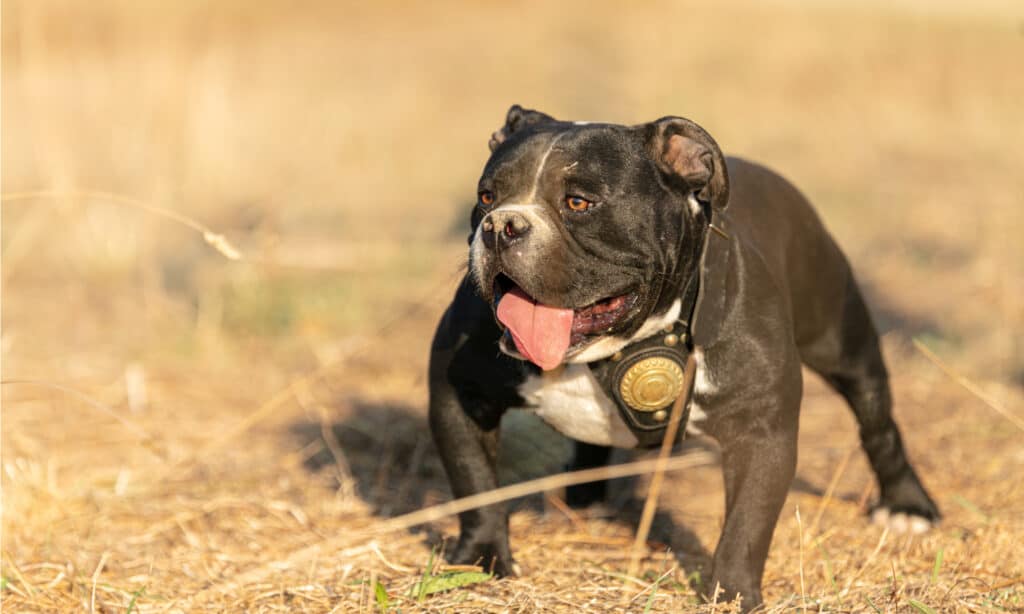 The American Bully - Complete Guide & Facts - Animal Corner