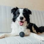 Funny portrait of cute smiling puppy dog border collie playing with toy ball on couch indoors.