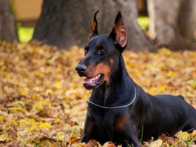 A 6 Dogs That Look Like Dobermans and Which Is the Right Dog For You