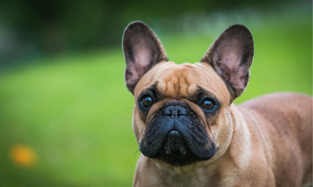 French bulldog isolated