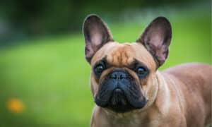 Frenchton vs. French Bulldog: 4 Key Differences Explained Picture