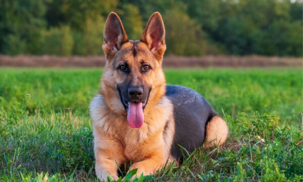 German Shepherd Pregnancy: Gestation Period, Weekly Milestones and Care ...