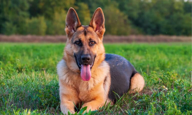 dog food for German shepherds
