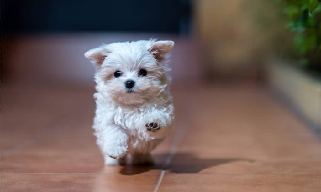 Bichon Frise vs Poodle