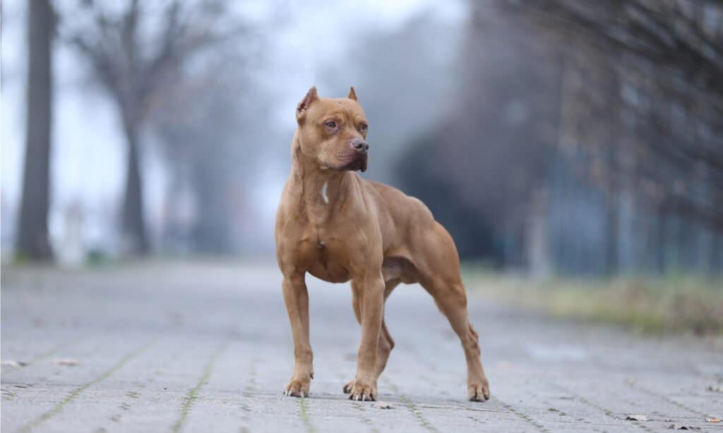 what is the difference between a pitbull and staffordshire terrier