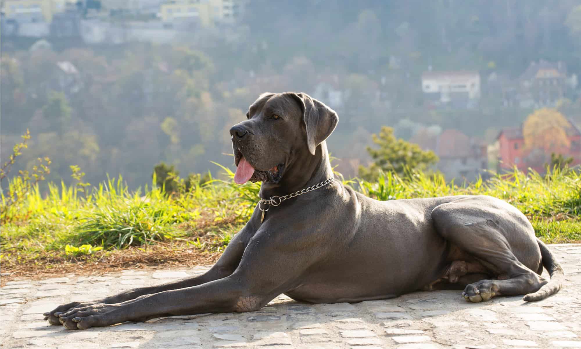 How Big Does The Great Dane Mastiff Get   Dog Food For Great Danes Header 