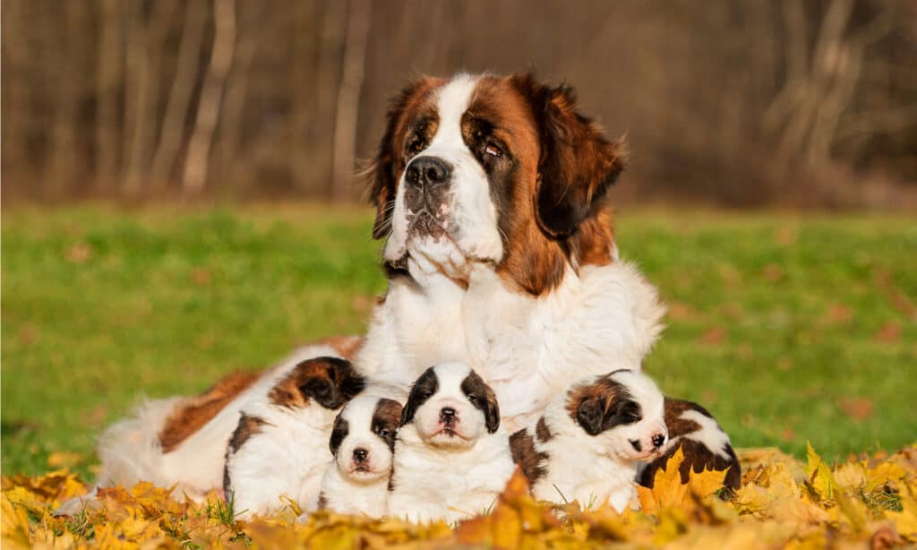 Saint Bernard dogs are not fully mature until they are between 2-3 years old