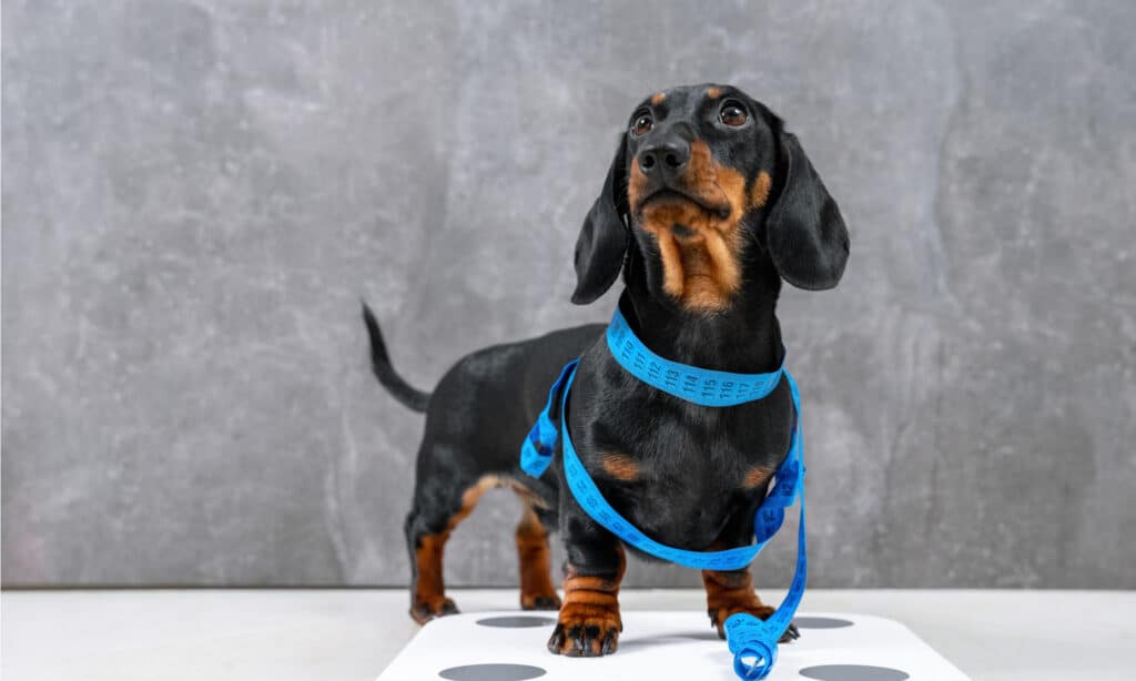 A Daschund stands on a scale waiting to get weighed.