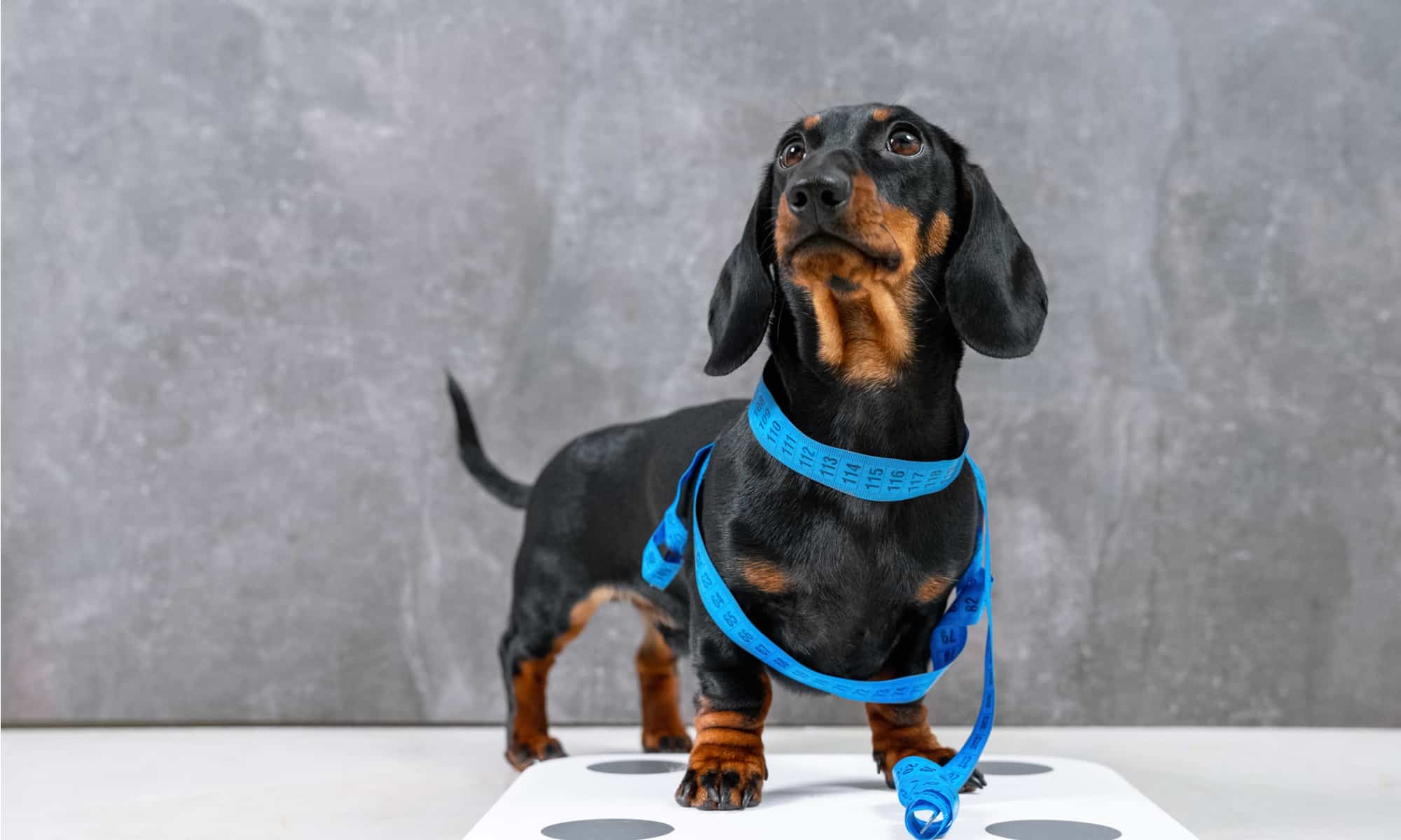A Daschund stands on a scale waiting to get weighed.