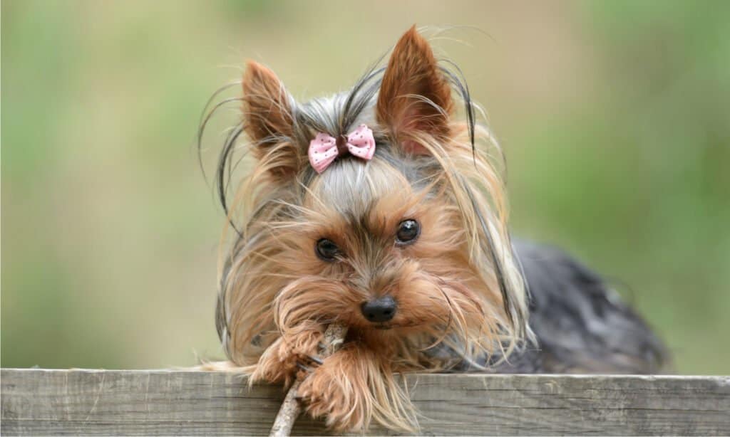 dog food for yorkies