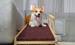 The Best Dog Ramp for Beds Picture